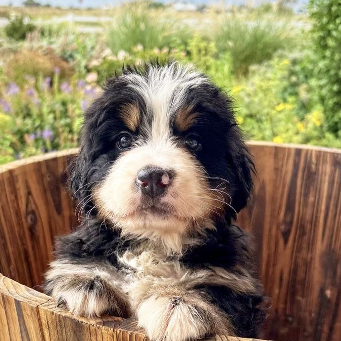 AKC Champion Line Bernese Puppies