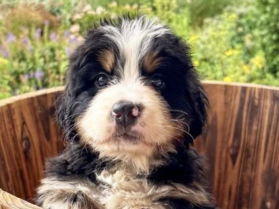 AKC Champion Line Bernese Puppies