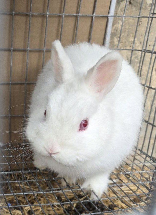Rescued Netherland Dwarf Bunny Rabbit