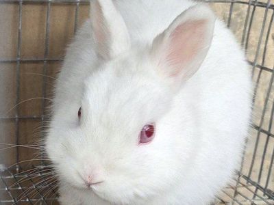 Rescued Netherland Dwarf Bunny Rabbit