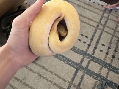 Male ball python