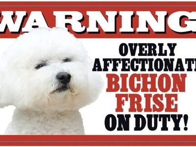 Hypoallergenic and Nonshedding Bichon Frise Puppies Available
