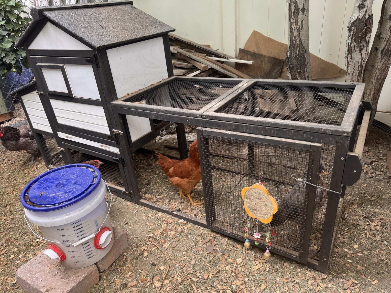 Five Chickens, coop, feeder, waterer, etc