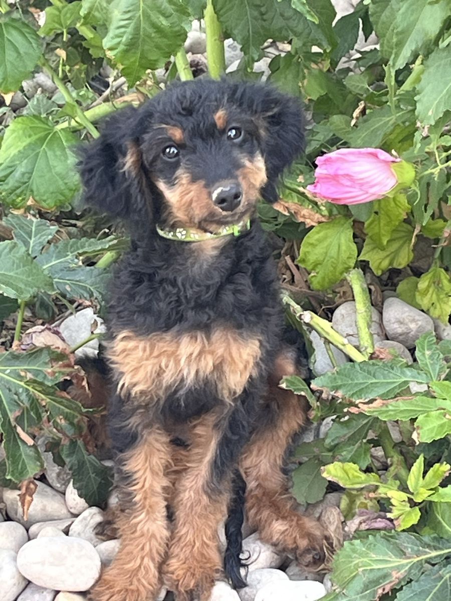 Bernedoodle 