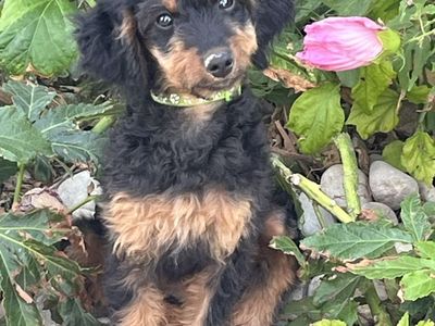 Bernedoodle