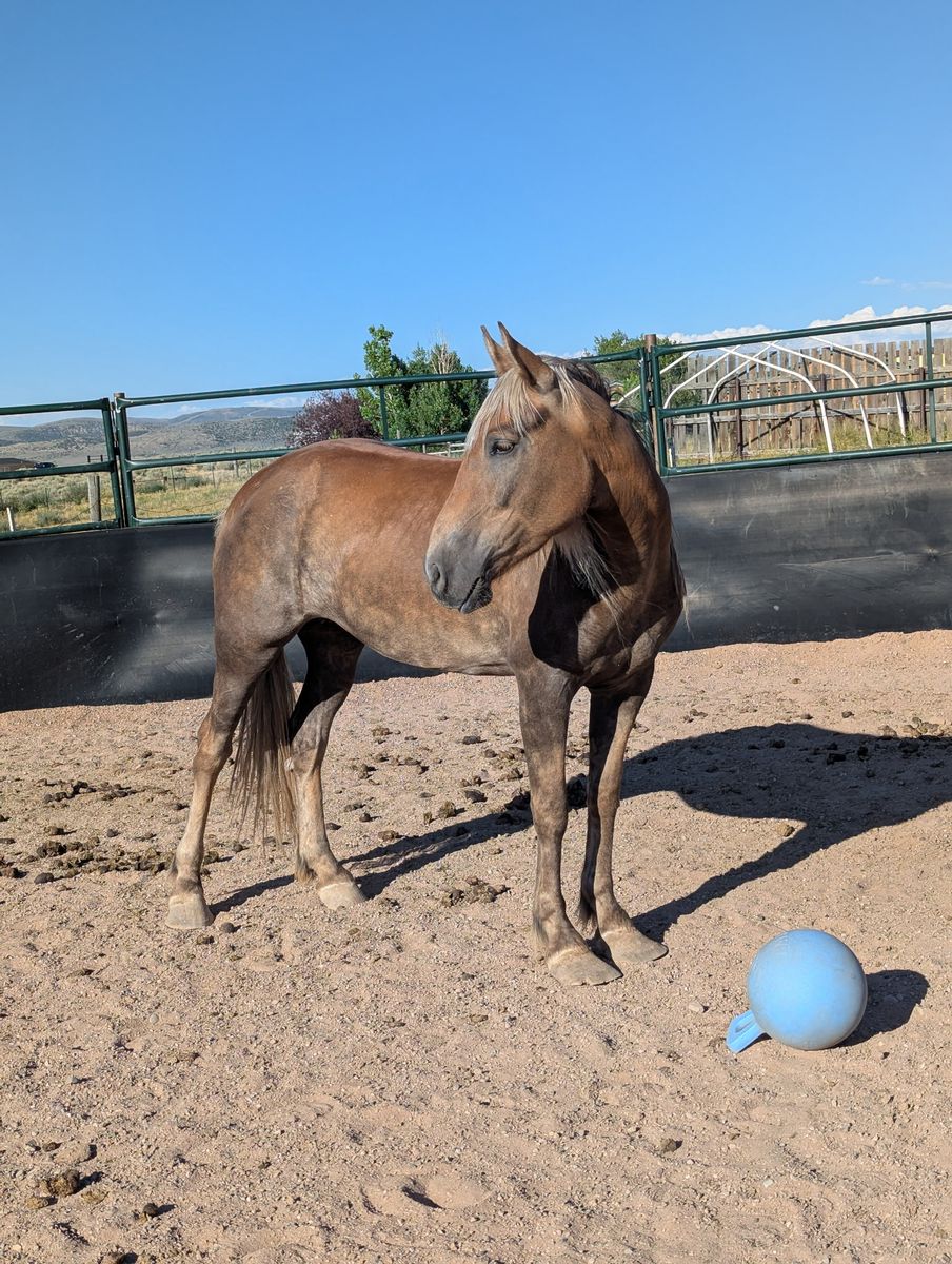 8 year old unhandled mustang mare