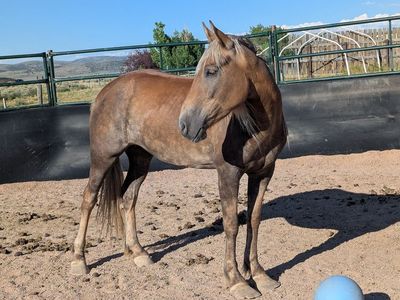8 year old unhandled mustang mare