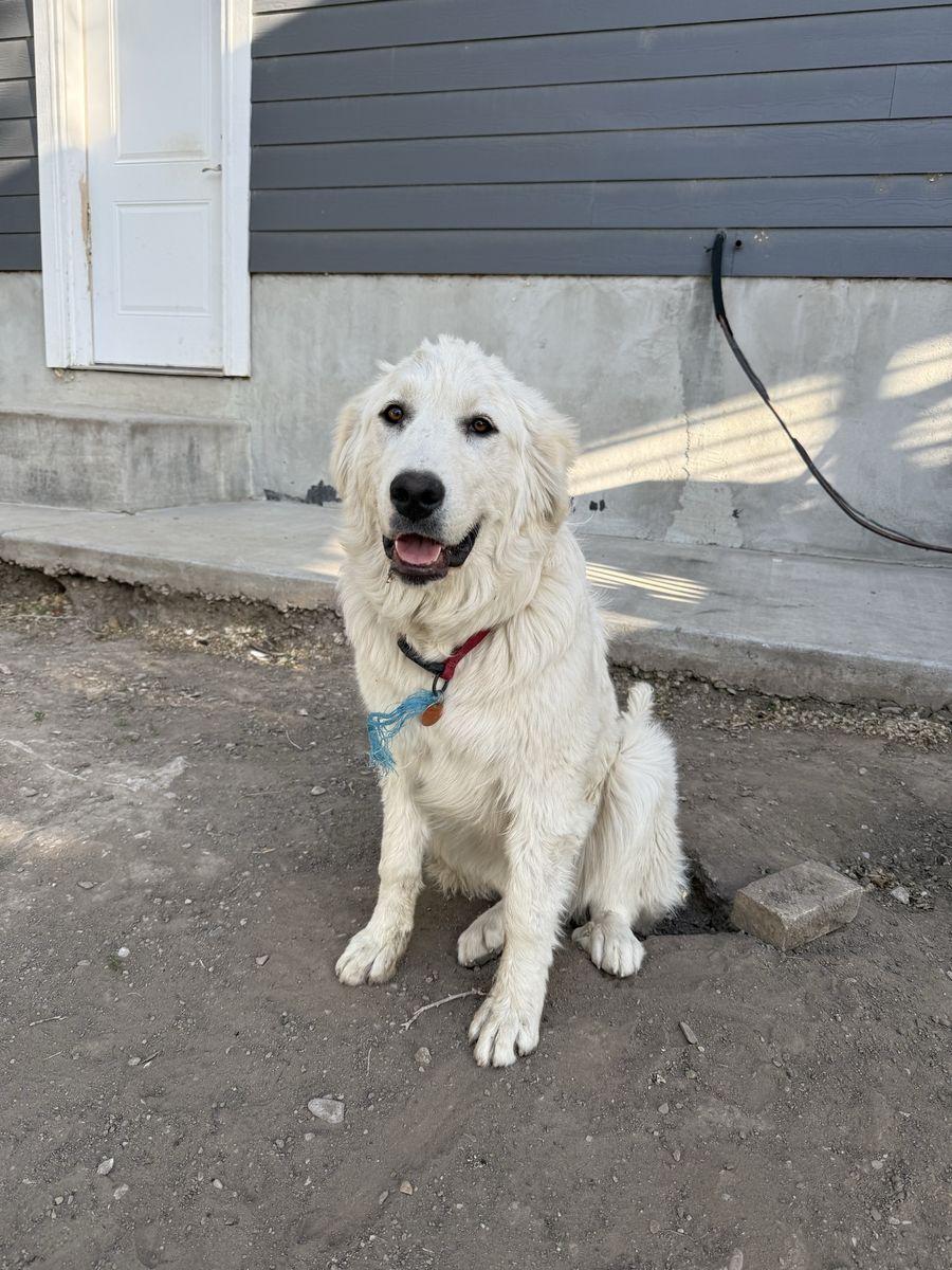 Great Pyrenees