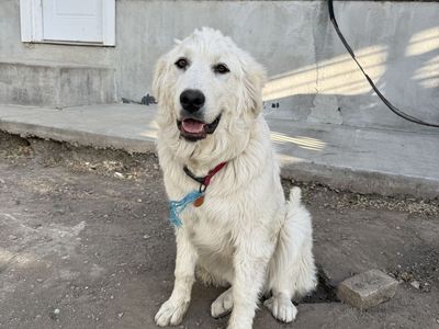 Great Pyrenees