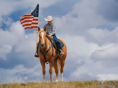AQHA Palomino Gelding