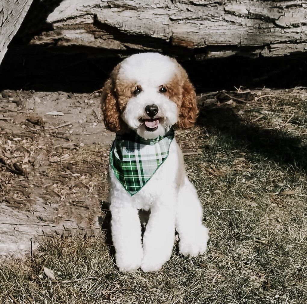 12 Pound Red Parti Poodle Stud