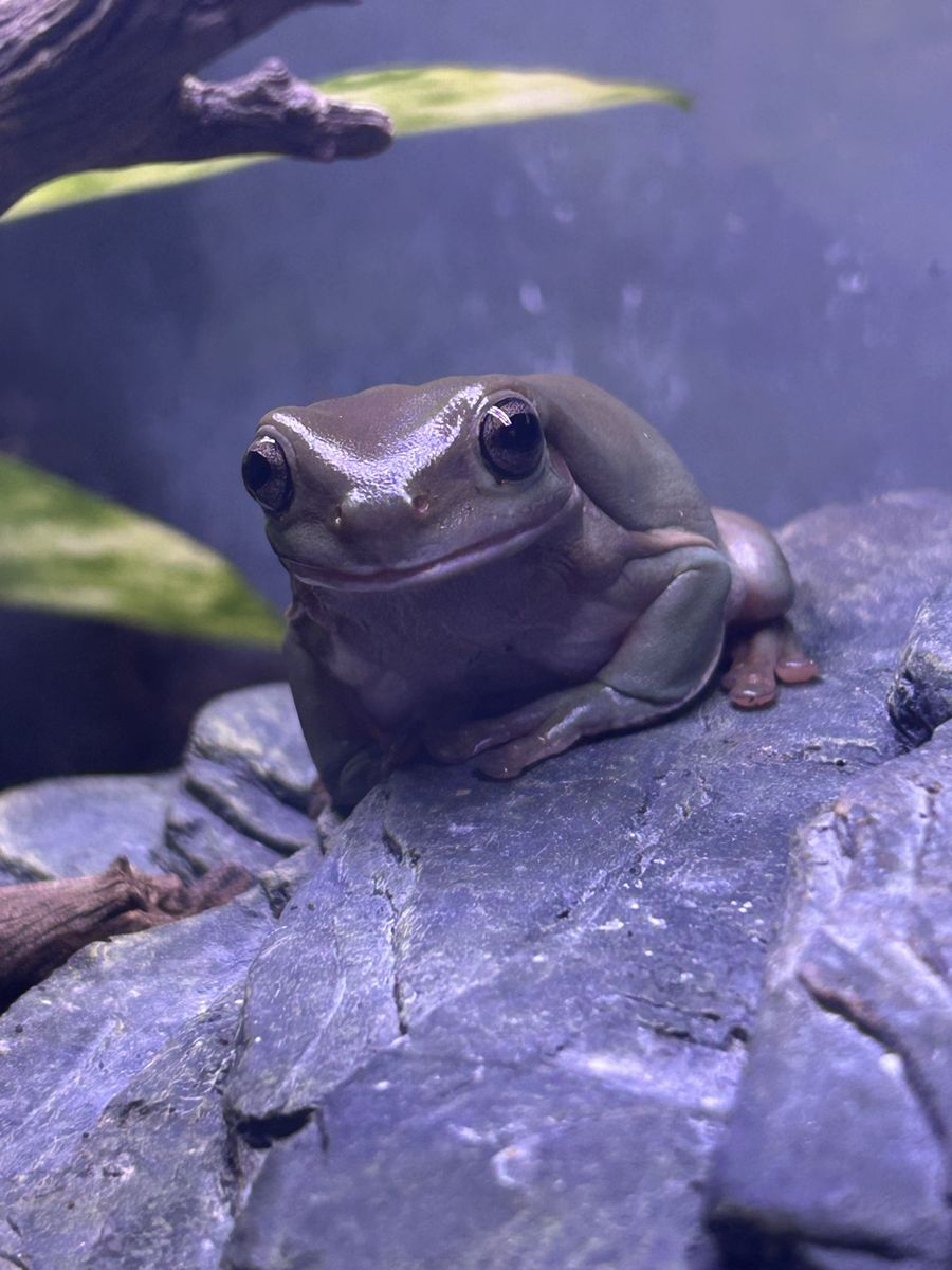 Whites Tree Frog - Everything Included