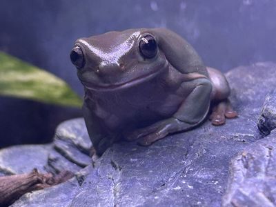 Whites Tree Frog - Everything Included