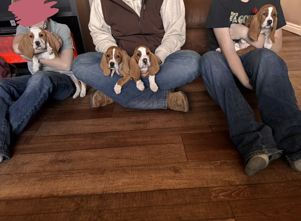 Basset Hound Puppies