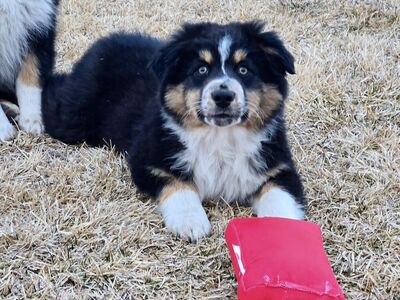 AKC Australian Shepherd Puppies- Ready Now