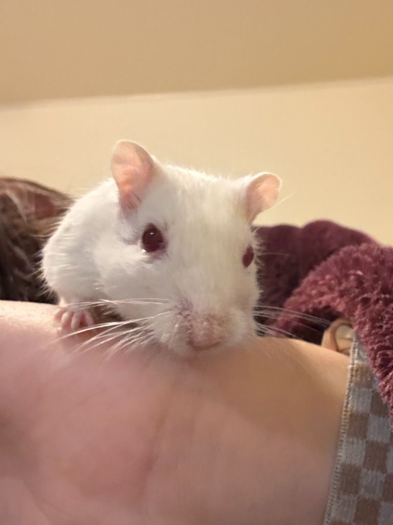 Abby the Pet Gerbil