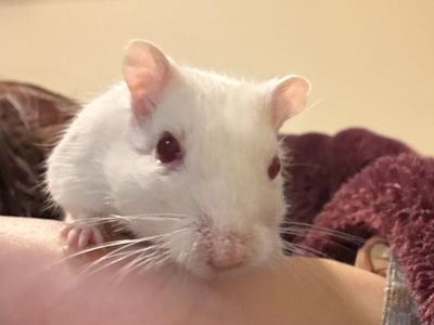 Abby the Pet Gerbil