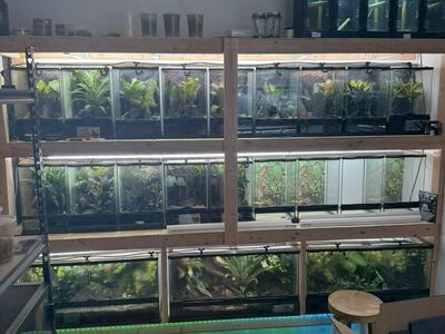 Zoomed Exo Terra Enclosures And Tanks Frogs Gecko
