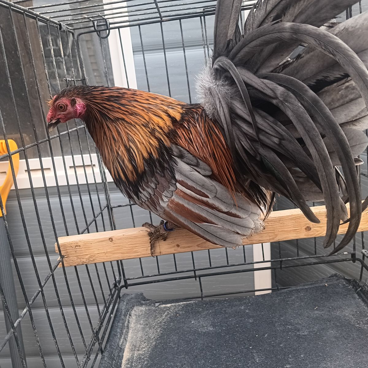 Amazing colored blue red mini phoenix rooster asking 70 dollars