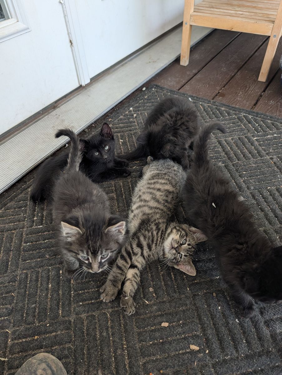 Cutest Kittens!