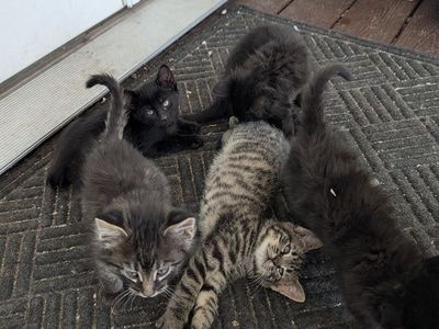 Cutest Kittens!