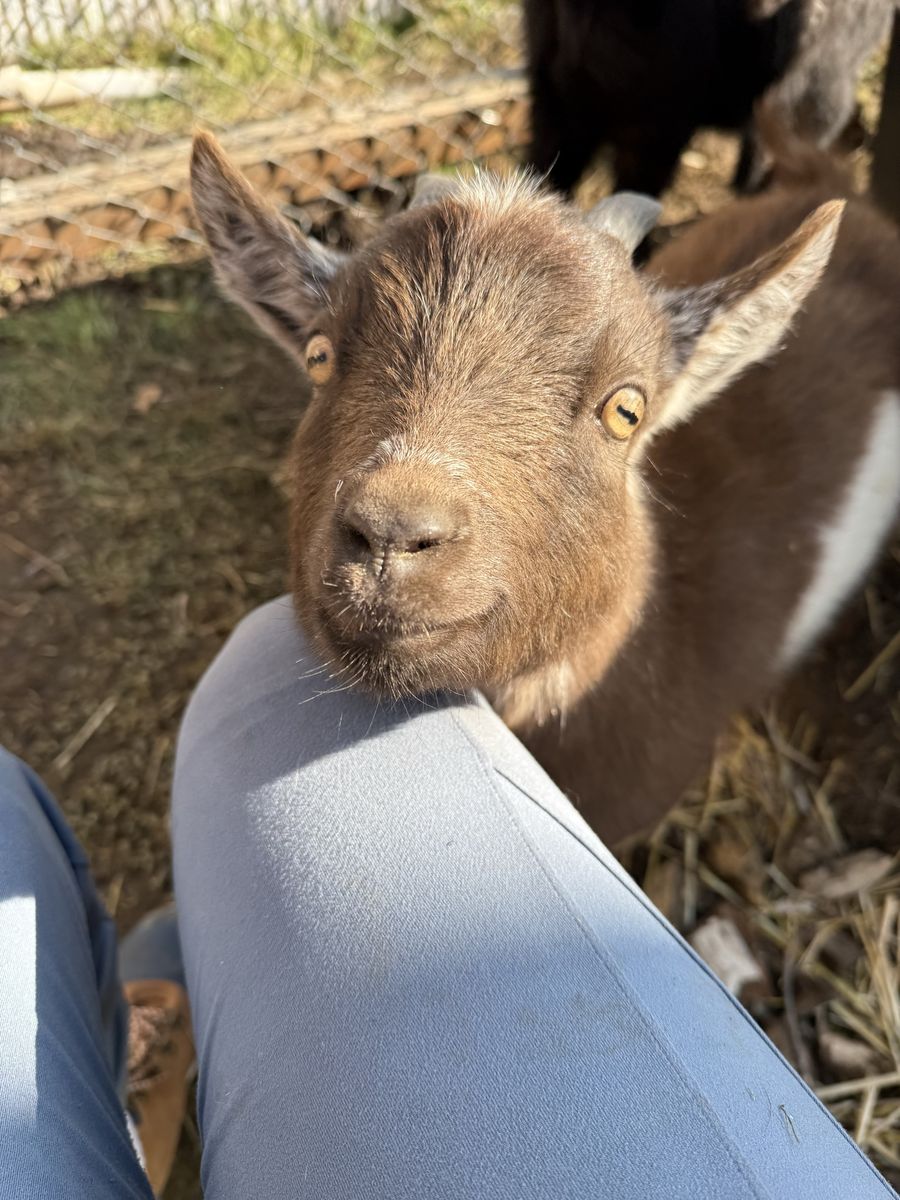 Pygmy Goats
