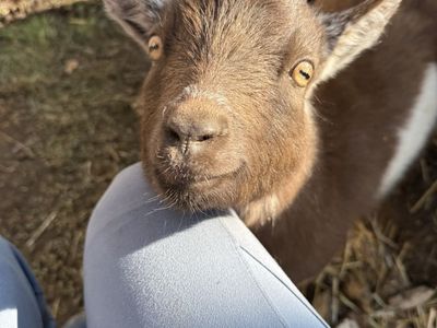 Pygmy Goats