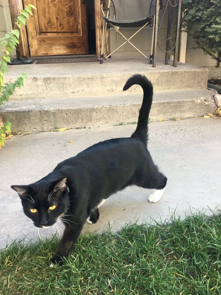 MIssing Near Kiwanis Park, Provo
