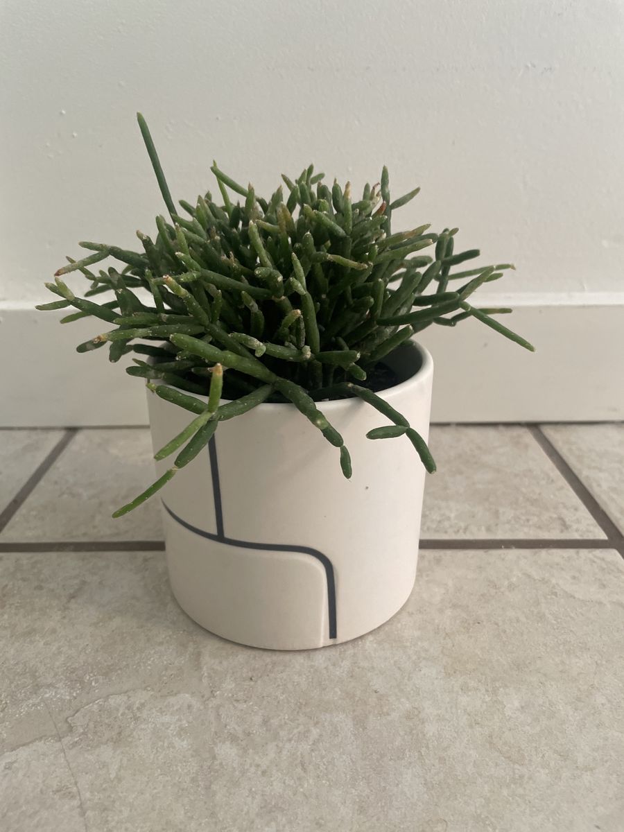 Rhipsalis Mistletoe Cactus