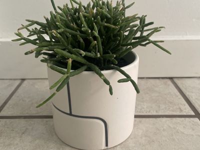 Rhipsalis Mistletoe Cactus