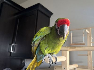 2 YR Old Military Macaw