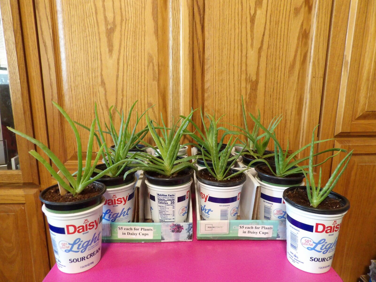 Buy 3 Get 1 Free Sale~Aloe Vera Potted Plants~Excellent Holiday Christmas Gifts~Birthday~Mother's Day~Valentines Day~Anniversary