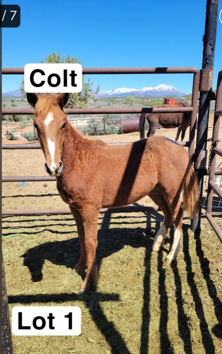 Colts and fillies