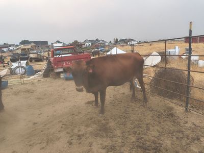 corriente cow For sale