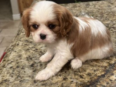 AKC Cavalier King Charles Spaniel male pup