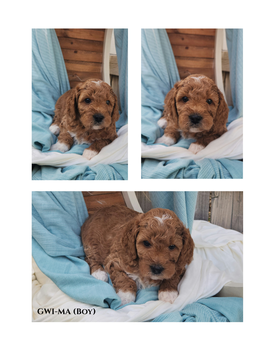 Mini poodle/beagle mix