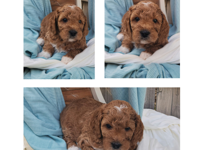 Mini poodle/beagle mix
