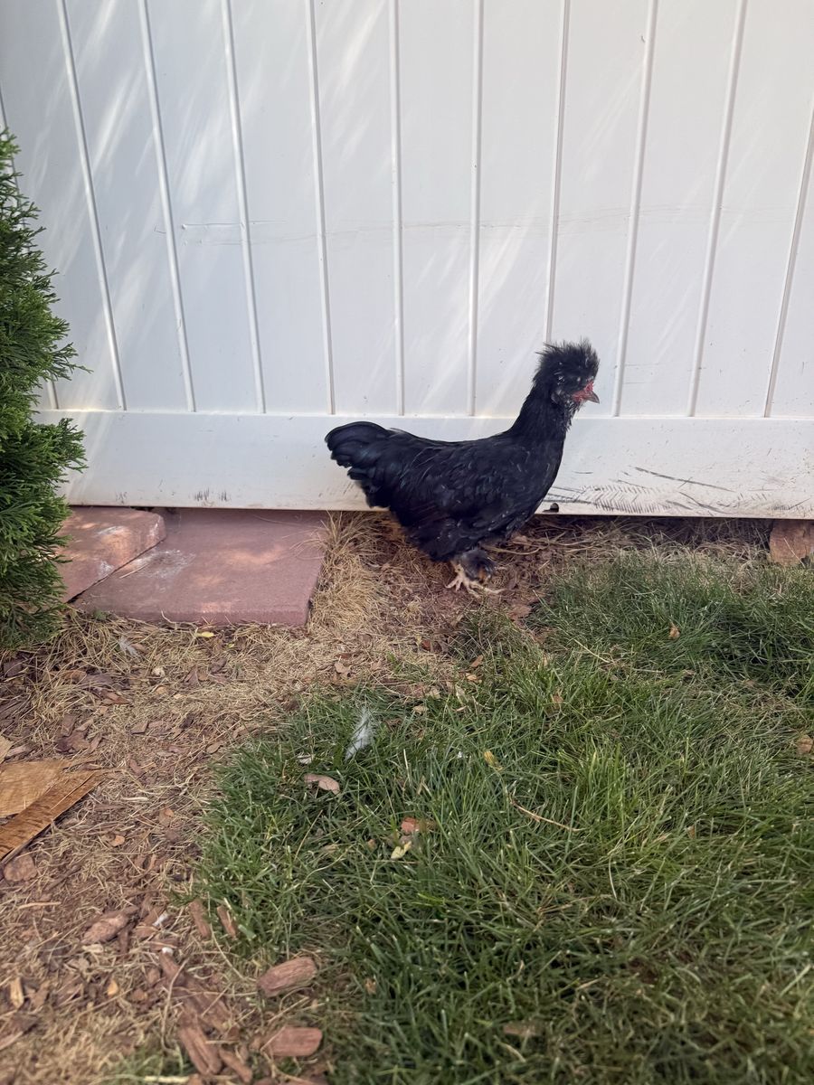 Rooster