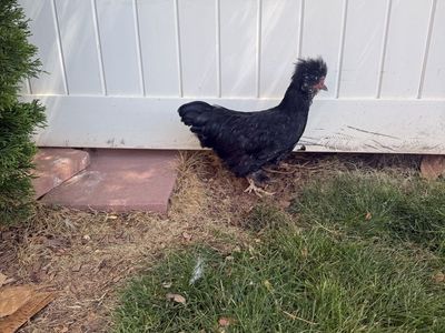 Rooster