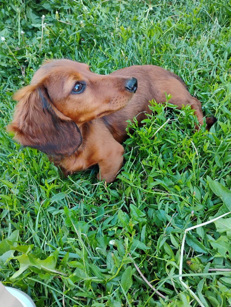 Dachshund puppy