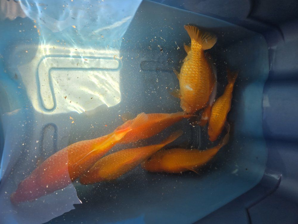 Healthy Goldfish Pond Fish - Multiple Sizes Available