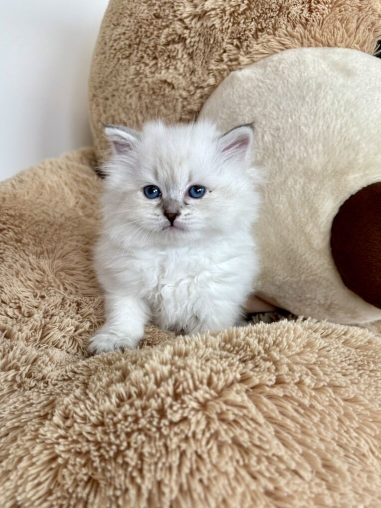 Siberian Kitten
