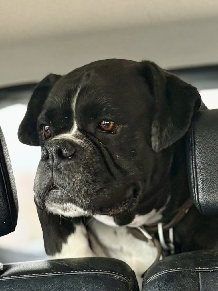 Sealed AKC European Boxer (Stud Only)