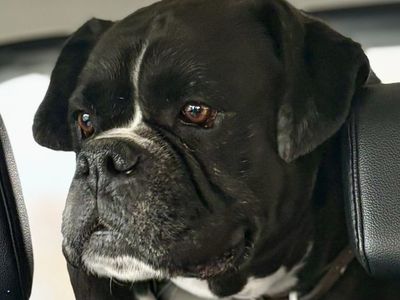 Sealed AKC European Boxer (Stud Only)