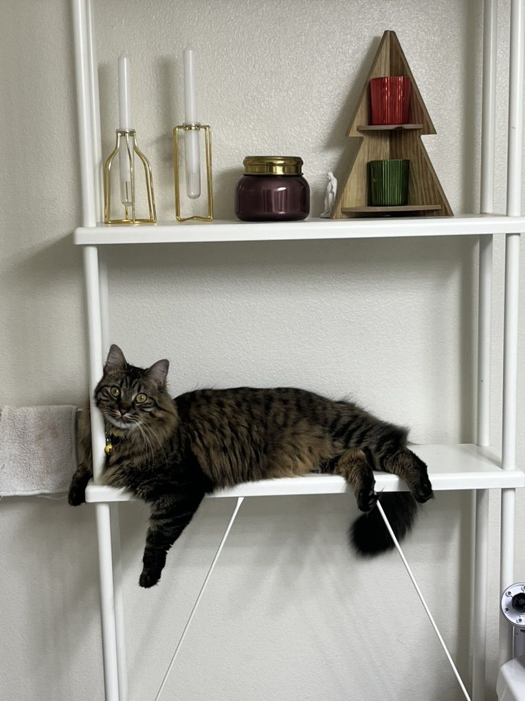 Fig -- Long Haired Tabby