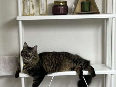 Fig -- Long Haired Tabby