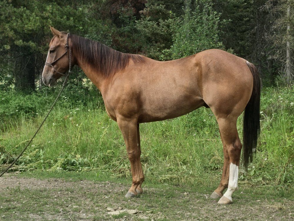 6 yr old Magnetic Cat Gelding. 