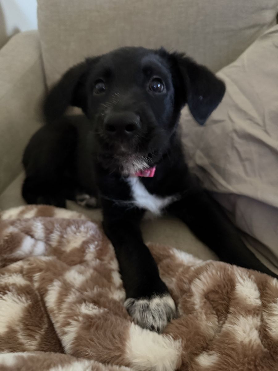 Puppy