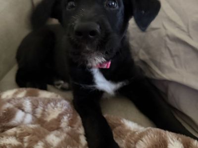 Puppy