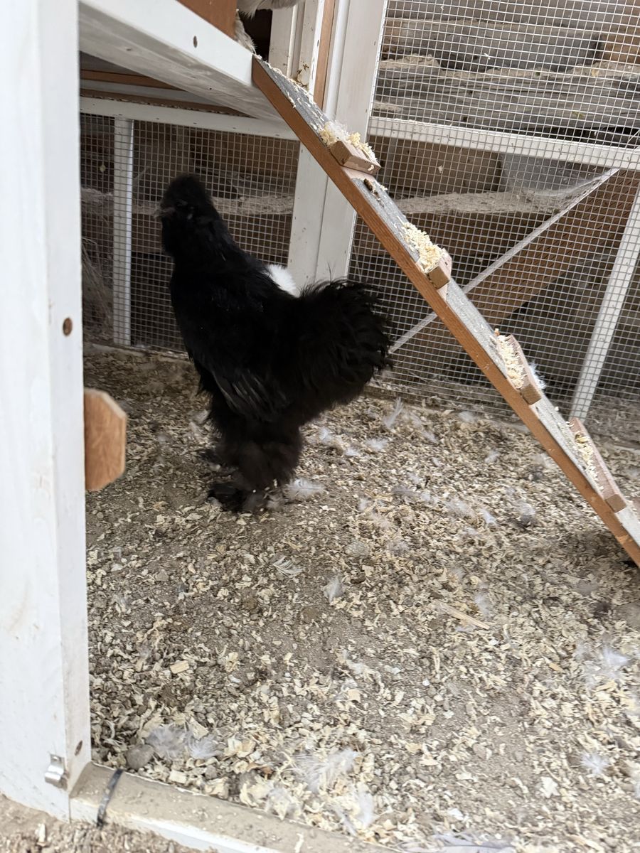 Black Silkie Chicken